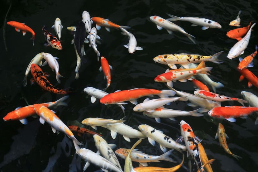Koi Princess