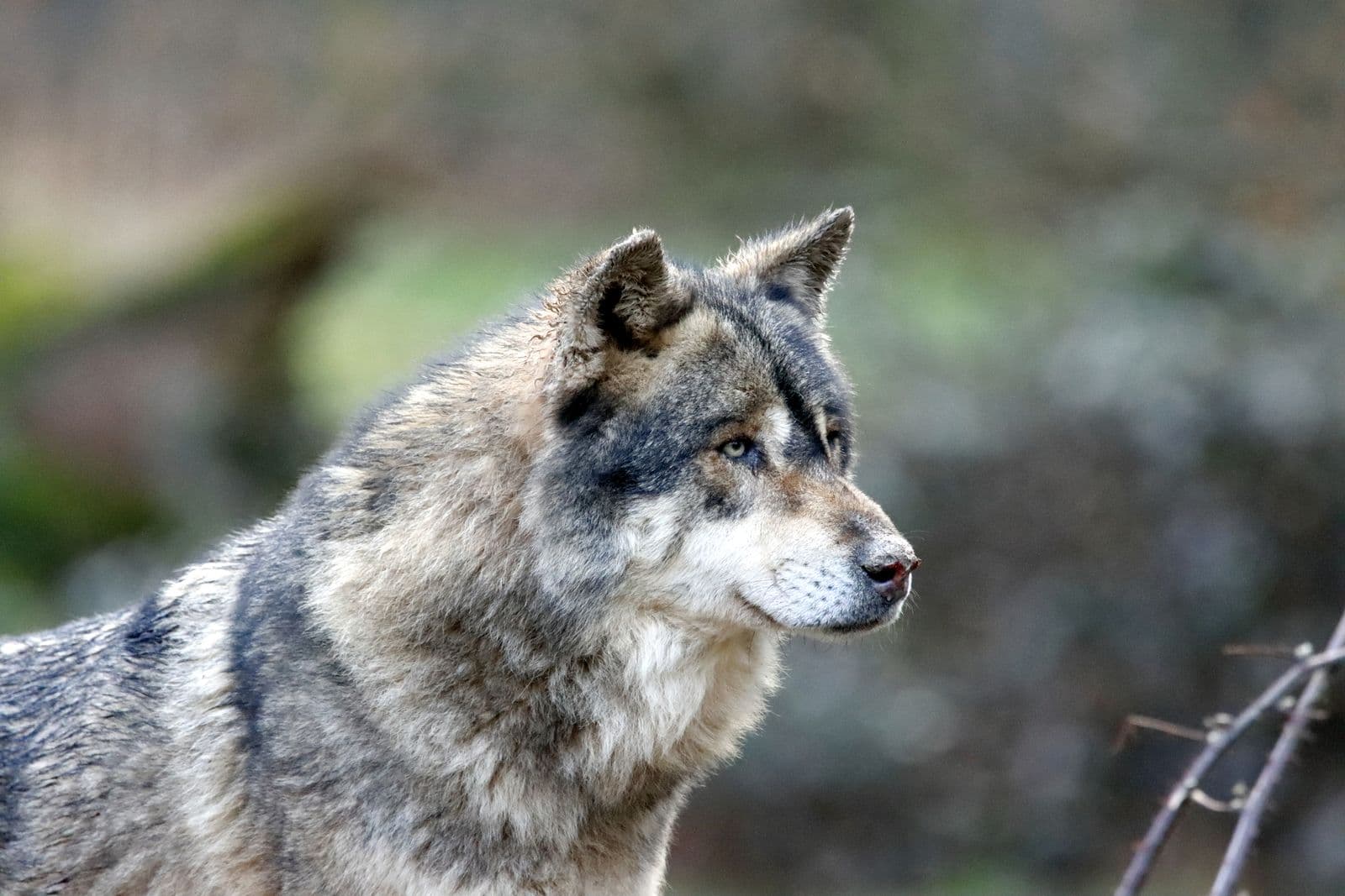 Wolf Cub